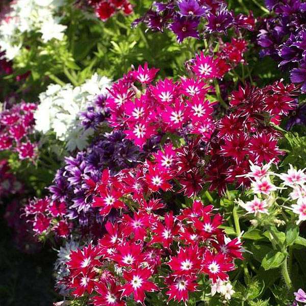 Phlox Twinkle Star Mixed Color Flower Seeds